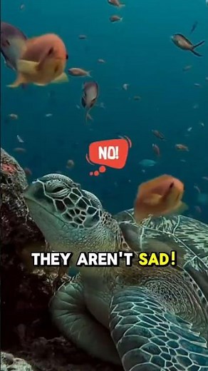Why Do Sea Turtles Look Like They're Crying? #turles