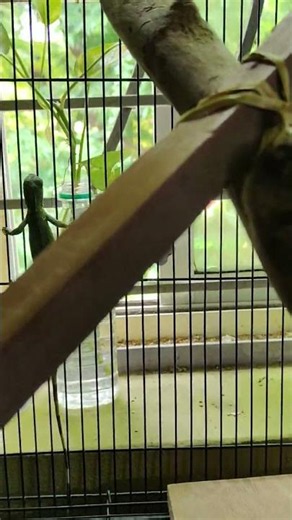 Iguana cage setup #iguana #iguanapets