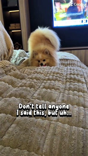 No one needs to know #pomeranian #pets #cute