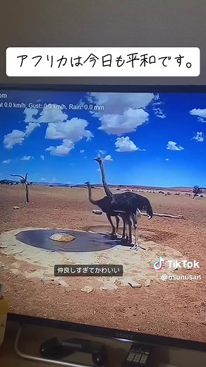 ナミビアのダチョウを楽しむライブカメラ