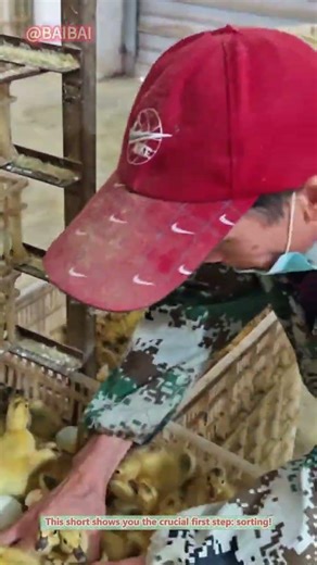 Baby Chick Sorting: The First Step After Hatching!