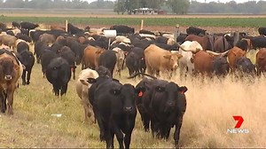 A Queensland company has been fined for driving tick-riddled cattle through a tick free zone. Cattle on two properties became infested, costing landholders thousands of dollars in eradication costs. www.7NEWS.com.au #7NEWS | 7NEWS Toowoomba