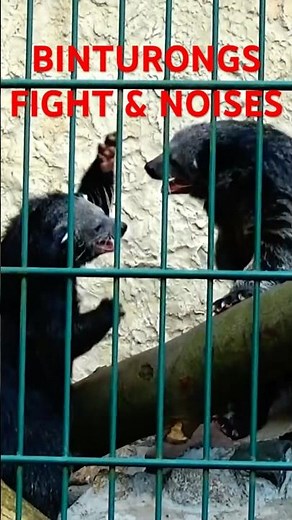 BINTURONG Fight & Noises #animals #binturong #bearcats #animalsounds #animalnoises #animalfight