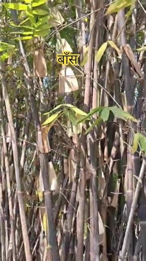 #youtubeshorts #garden #lovegreen