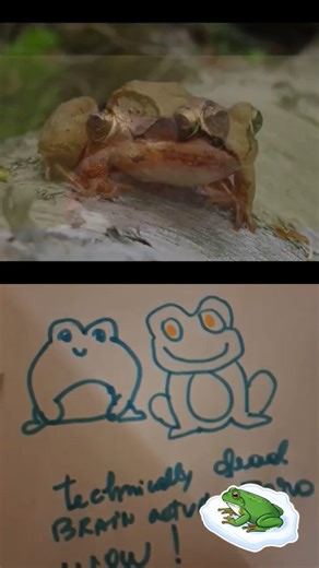 Frogs are amazing amphibians! They have existed alongside dinosaurs!