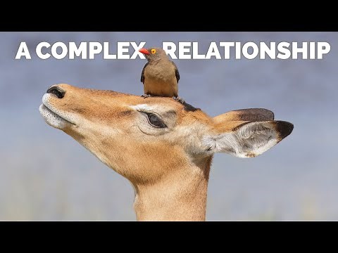The Oxpecker and Their Hosts: A Complex Relationship