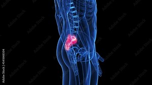 3d rendered medical animation of the sacrum