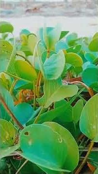 Nature beauty | Natural | #shorts