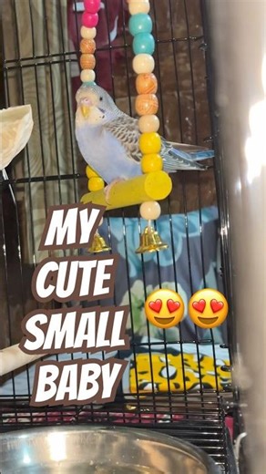 Healthy Budgie Care | Budgie Playing #youtubeshorts #budgies #birds