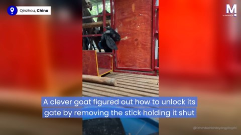 Clever goat unlocks gate and frees the herd