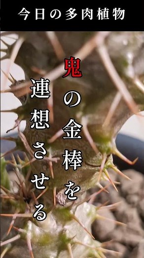 【トゲトゲ】塊根植物初心者にオススメなパキポディウムラメリーの紹介 #園芸 #塊根植物 #プチ知識 #多肉植物