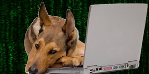 Data Science Community Rocked by Pet Adoption Contest Cheating Scandal
