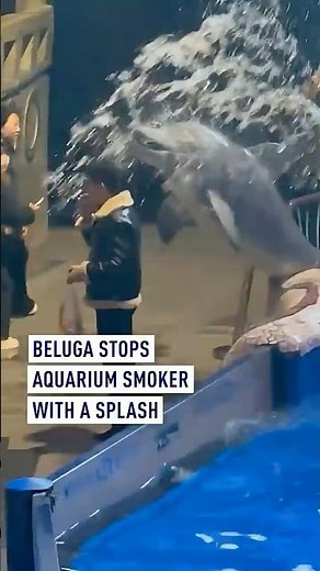 Beluga stops aquarium smoker with a splash