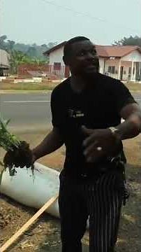 Reproduction végétative du bananier plantain