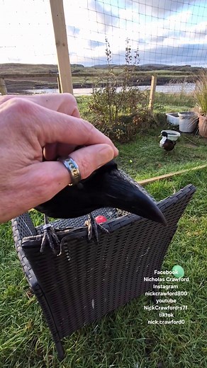 8.7K views · 3.5K reactions | Grumpy Ragnar. | Nicholas Crawford | Facebook