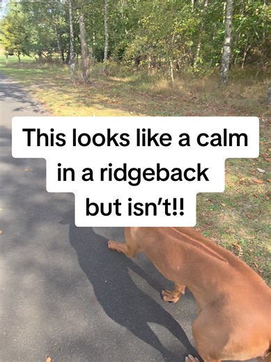 Understanding Dog Stalking Behavior in Ridgebacks