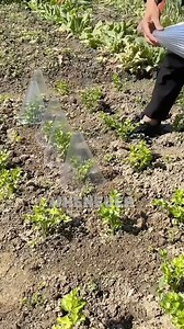 Japan's Innovative Vegetable Growing Technique #JapanFarming #VegetableGrowth #SustainableFarming #Innovation #FarmersHardWork | Satisfying Videos