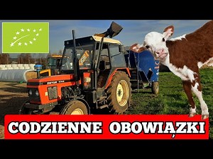 CODZIENNE OBOWIĄZKI przy hodowli bydła mięsnego w gospodarstwie ekologicznym