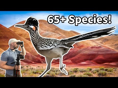 Seeing 65+ species on October Big day!