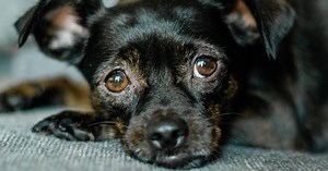 Myasthenia Gravis in Dogs: Symptoms, Diagnosis, Treatment