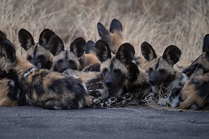 194 reactions · 46 shares | 24 Hours of Predator Madness in the...