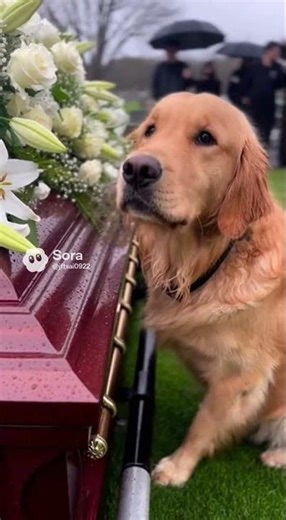 Heartbreaking: Dog Cries at Owner's Funeral 💔#heartbroken #dog