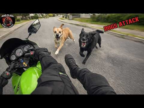 EPIC & INSANE Motorcycle Crashes & Moments! WHEN DOGS ATTACK BIKERS | BIKERS VS ANIMALS 2026
