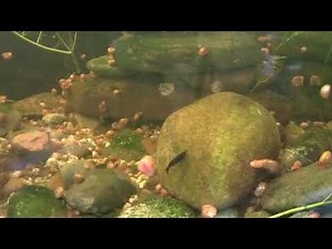 Are Pea Puffers fin nippers? Pea Puffers in a community tank. How to keep them at peace with mates.