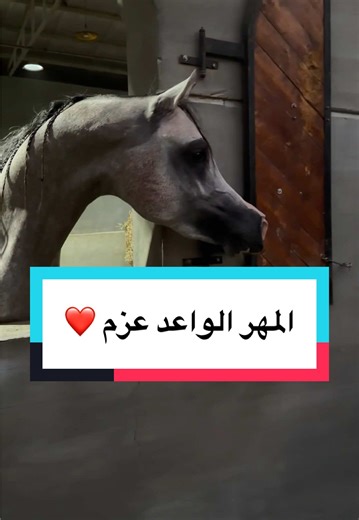 The Essence of Patience in Arabian Horses
