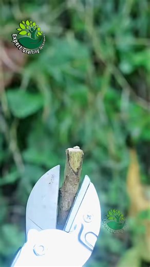 toung grafting techniques #tree #techniques | The Farm