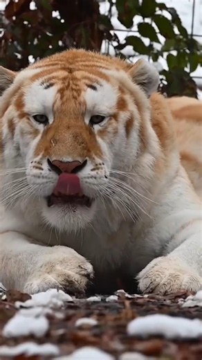 🐅 White Tiger Facts That Will Surprise You! | Rare White Tiger Amazing Facts#trending #shorts