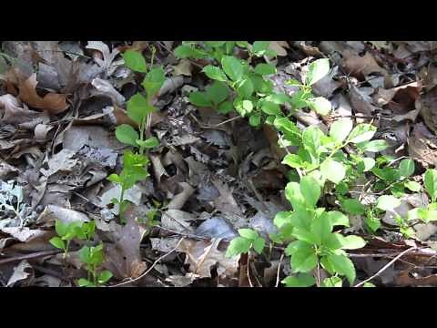 Defeating a killer vine: Round leaf bittersweet management