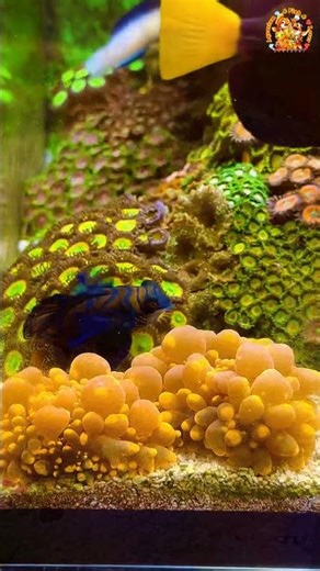 The Stunning Fish That's Hard to Keep #MandarinDragonet #MostBeautifulFish #SaltwaterAquarium #fish