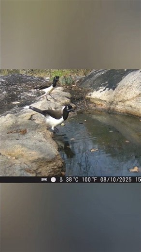 Gralhas cancã no bebedouro #shorts #animais #aves