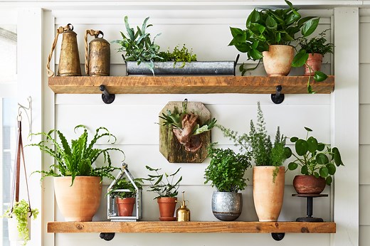 What Exactly Is Indirect Light for Indoor Plants? Here's What You Should Know