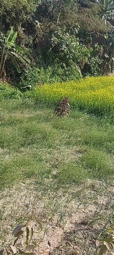 🧡🧡🧡❤️‍🩹❤️‍🩹💖💖