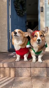 Dogs Run from Evil Vacuum! #corgi #vacuum #funny | Hammy & Olivia