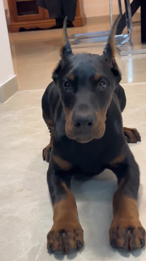 Adorable Doberman Puppy Compilation | Big Boy Cutest Moments