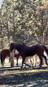 In the first clip I posted this morning, and the second one on Patreon, it was interesting how little interaction there was between Atsa and the other horses and I truly do think they were giving him and respecting his space. The emotional intelligence these horses have for feeling and understanding what the other horse is emotionally sharing with them is extraordinary. Anytime Atsa interacts he processes what happens and thinks deeply about what it means and how if feels for him and the others 