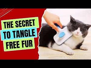 How to Stop Your Cat’s Fur From Matting – Must-Know Tips!