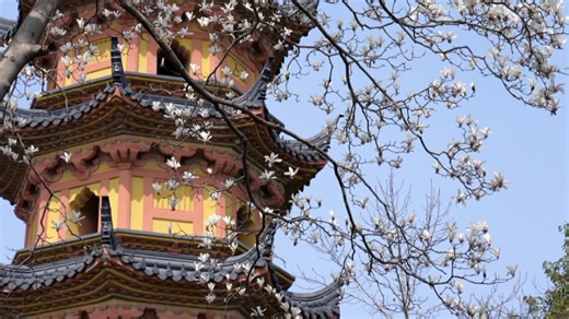 Suzhou magnolia blossoms: Peak bloom season arrives