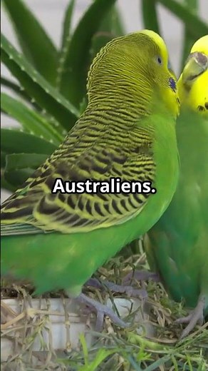 The fascinating world of wild budgies! 🦜