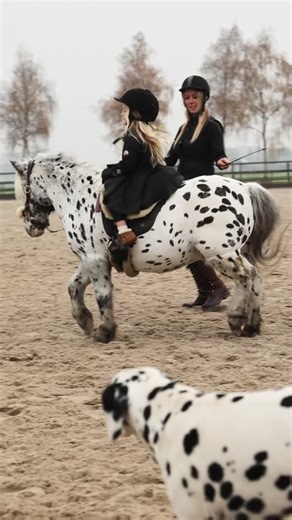 Greetje Hakvoort on Instagram: "Sunnery and Napoleon…⁠ just a tiny girl learning to feel, sit and ride⁠ and Napoleon gives her all the pony magic. ✨🤍⁠ ⁠ #sunnery #tinyrider#ponymagic #motheranddaughtermoments⁠ #littleequestrian #humanhorseacademy #greetjehakvoort"