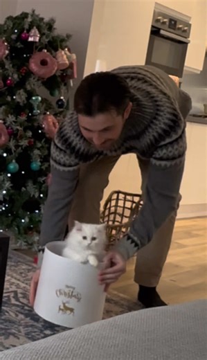 Getting Donut a Kitten Brother for Christmas