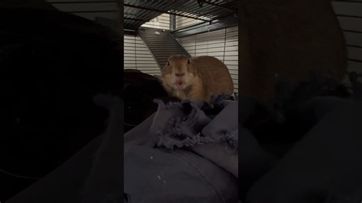 Unique Noise Prairie Dog Makes When Spotting a Hawk