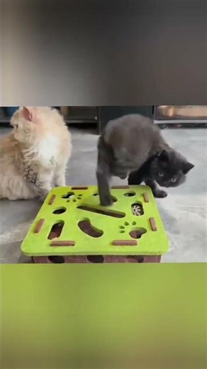 Satisfying cat compilation. #cat #pets