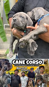 9K views · 119 reactions | Cane Corso 9042010420 Coimbatore #prasanth360 #canecorso #mastiff #dogs #puppies #coimbatore #pets #tamil #positivevibes #vibes #feelgood #tamilreels | Prasanth360 | Facebook