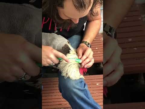 Treating Sticktight Fleas on a Chicken
