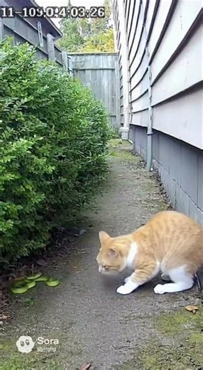 Bush Snake Encounter—Cat Takes Defensive Position!”#sbush #dangerous #CCTV #fence