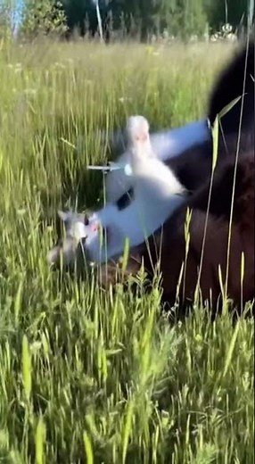 Cuteness Overload! 🐱 Watch a Cat and Bear Play! 🌸
